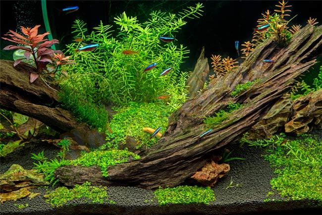 Use-driftwood-to-safely-lower-pH-level